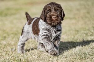 Wirehaired Pointing Griffon Puppy 