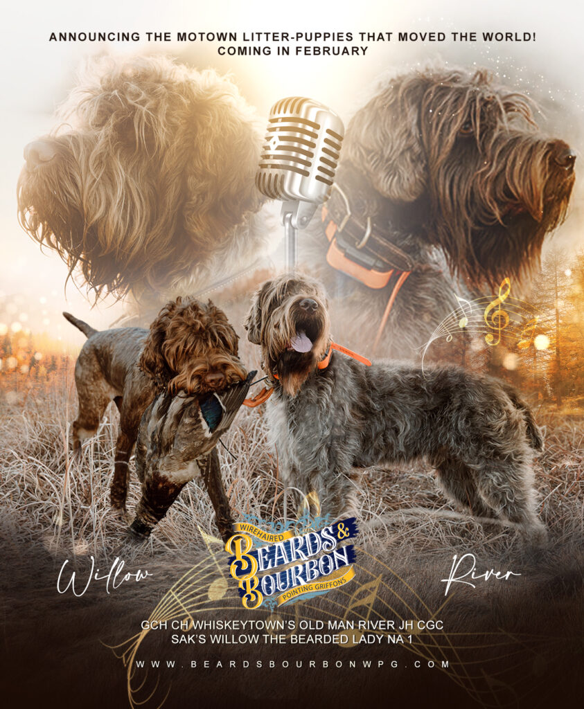 Wirehaired Pointing Griffon Puppies